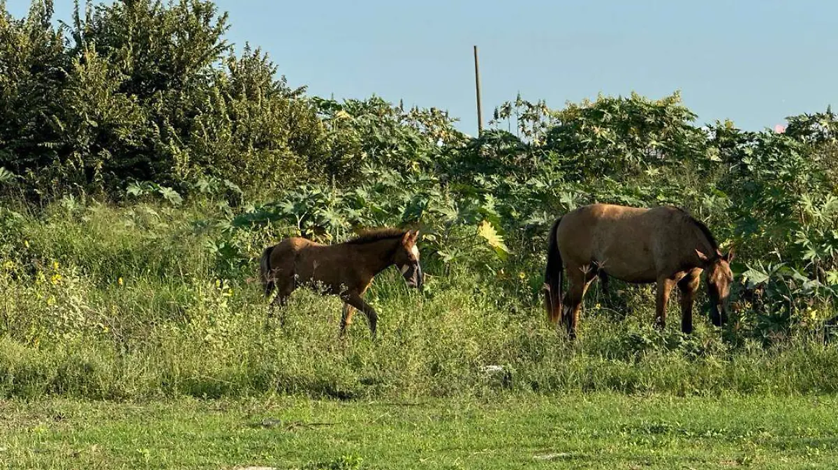 Caballos zona sur